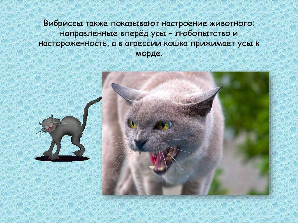 Стоит ли волноваться, если у кота выпал ус?