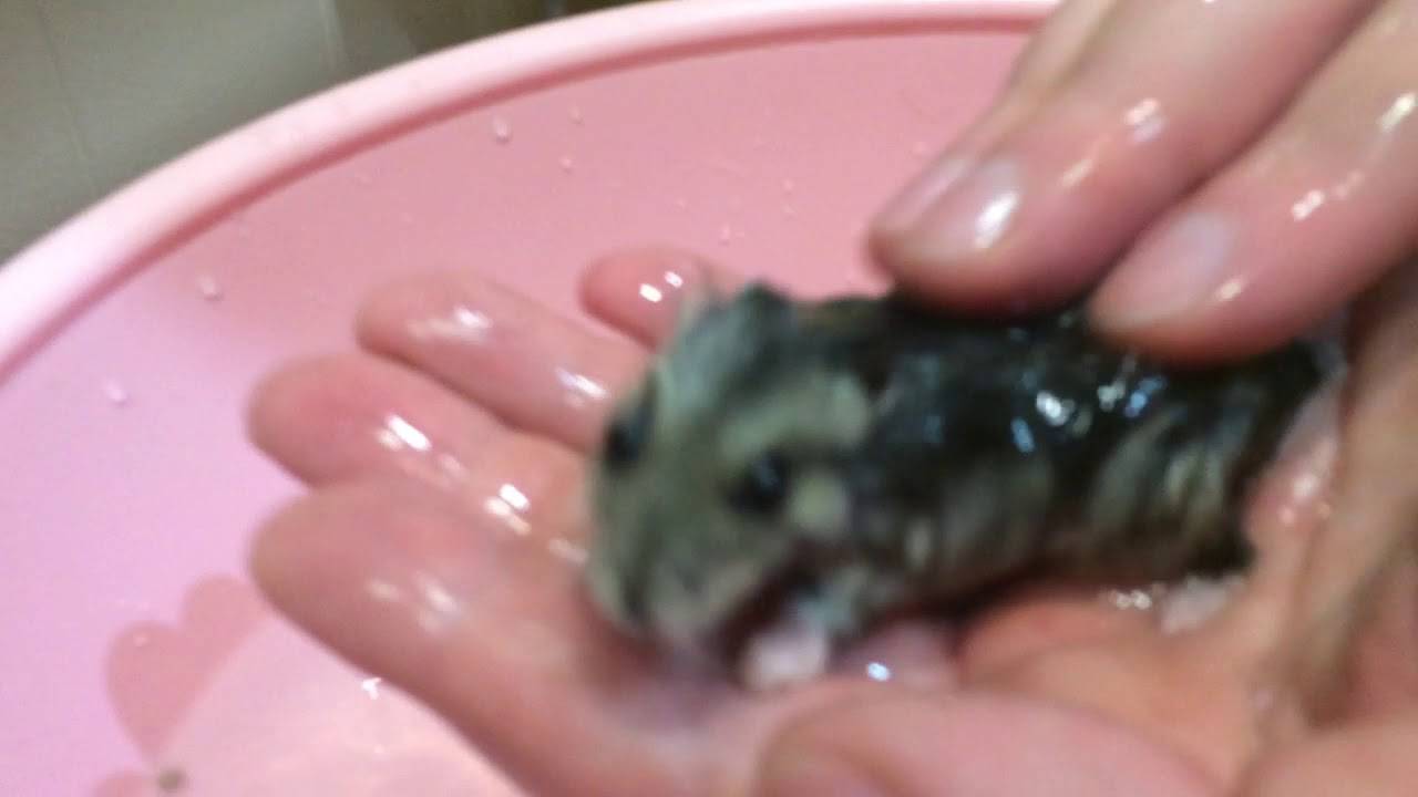 Можно ли мыть хомяков в воде сирийских