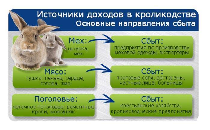 Эффективное разведение кроликов как бизнес | cельхозпортал