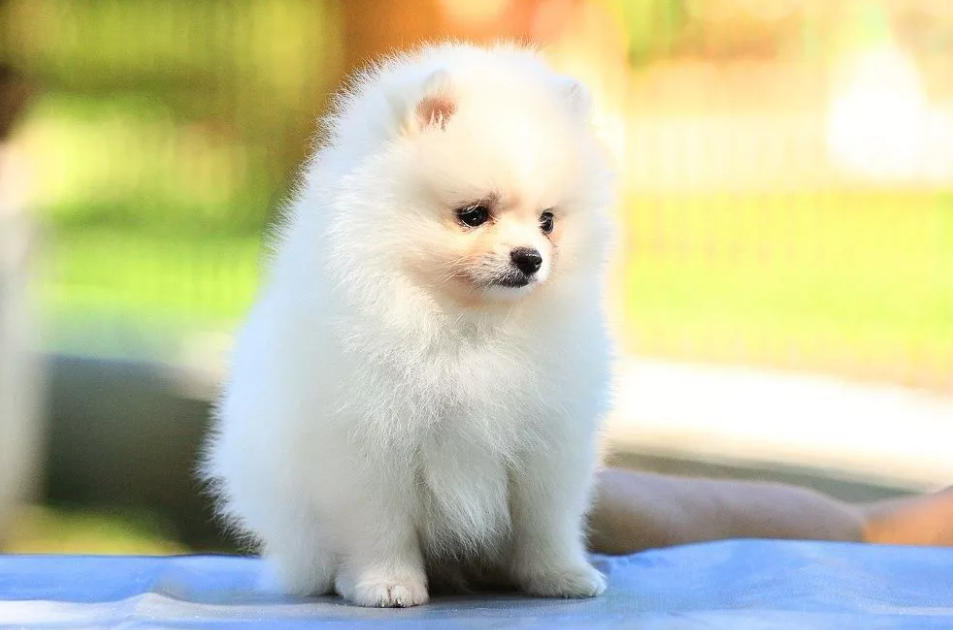 Маленькие породы собак: топ-20 с описанием и фото | dogkind.ru