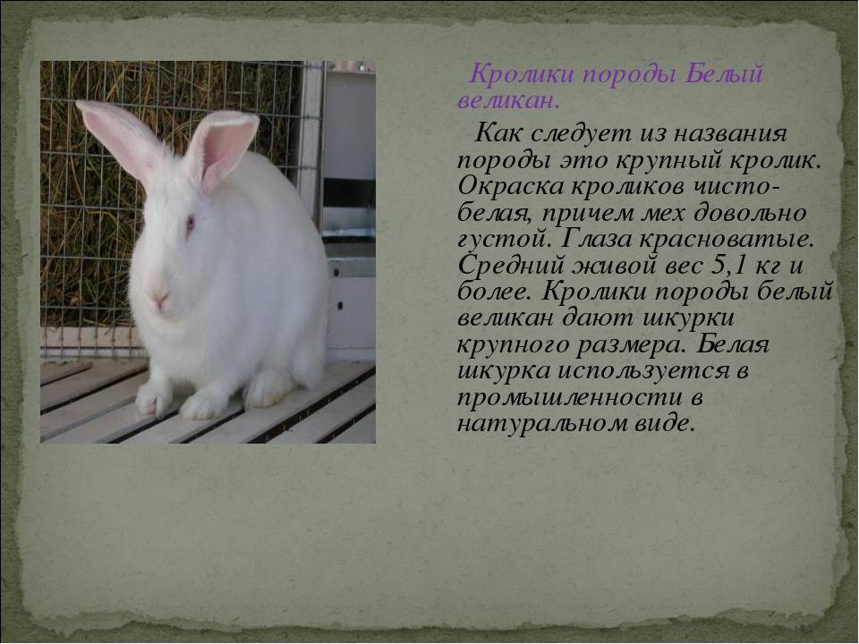 Обзор породы калифорнийский кролик: описание, содержание и уход, разведение