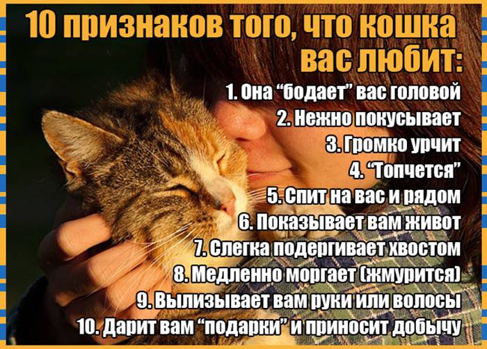 Как кошки проявляют любовь к человеку