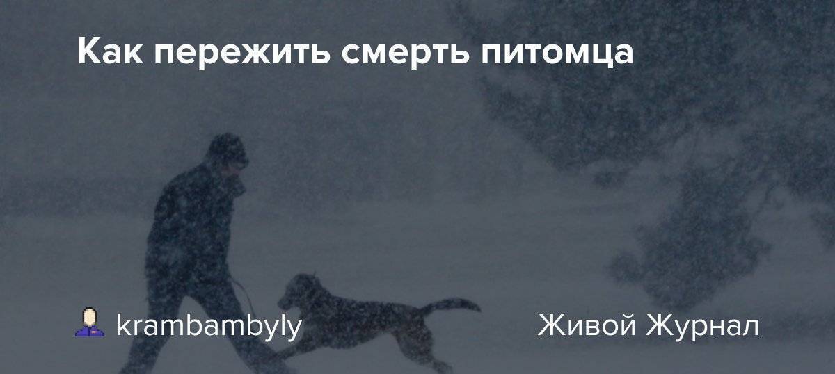 Как справиться со смертью собаки?