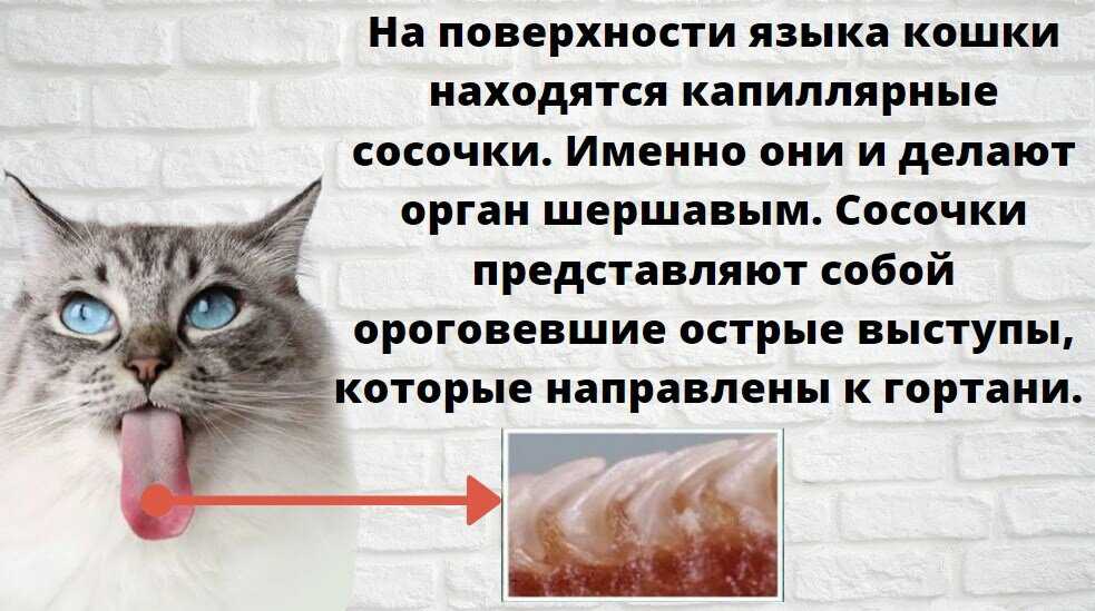 Одышка у кошки