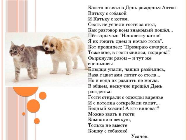 Как подружить кошку с собакой? | ваши питомцы