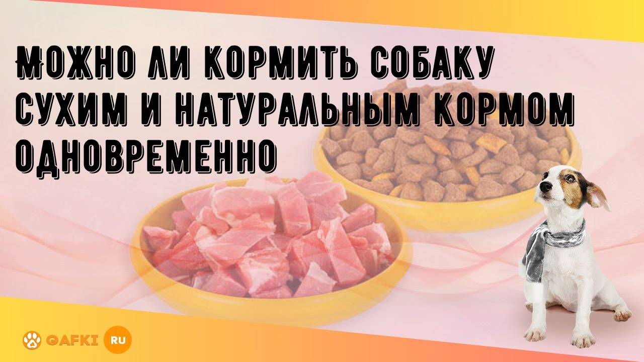 Можно ли кормить собаку сухим и натуральным кормом одновременно | звери дома