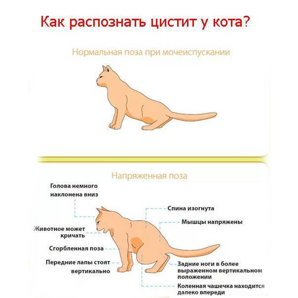 Кот много спит: причины состояния, опасность и существующая норма | блог ветклиники "беланта"
