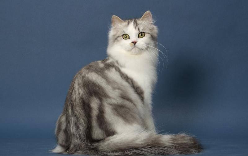 Порода кошек рагамаффин: история, характерные признаки, содержание, выбор