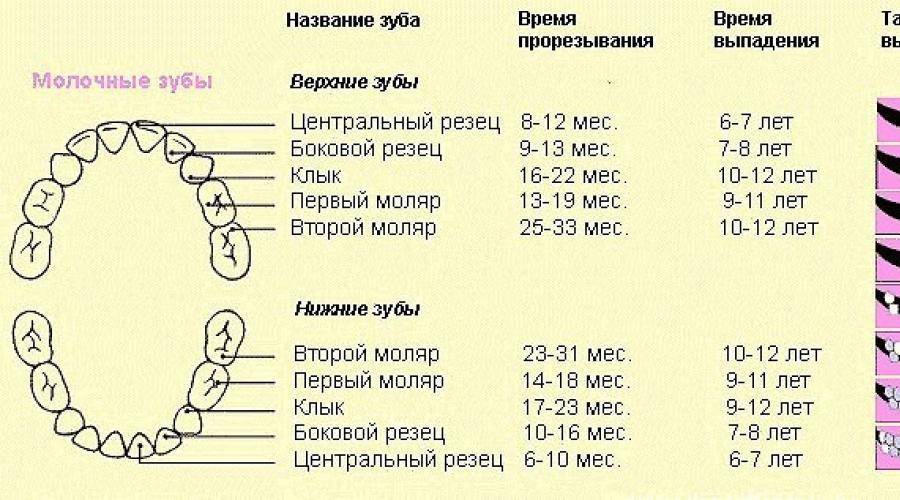 Когда у собак меняются зубы, во сколько месяцев, схема смены