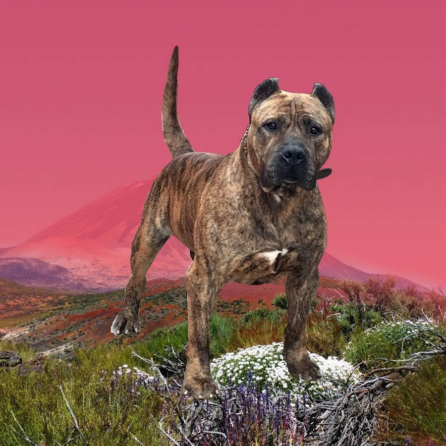 Собака канарский дог характеристика и описание породы * perro de presa canario