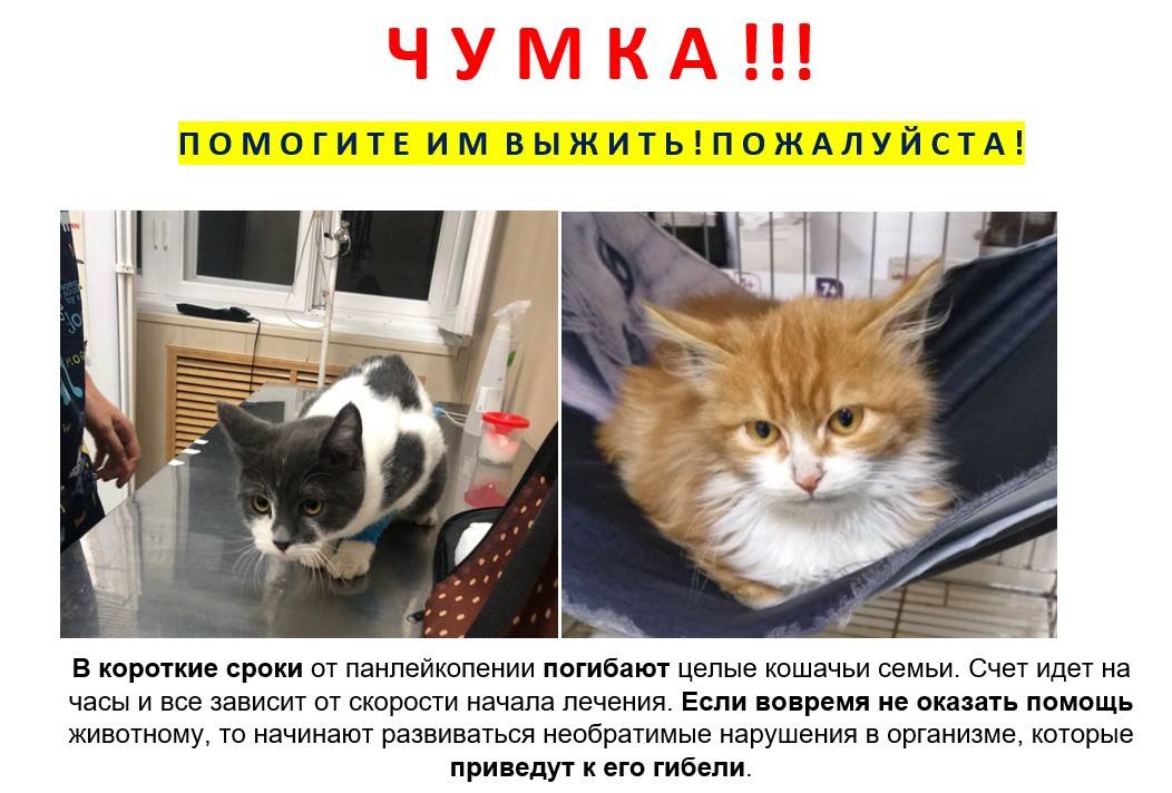 Панлейкопения кошек - статьи о ветеринарии «свой доктор»
