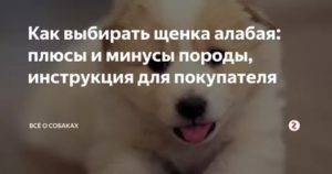 Как правильно выбрать щенка