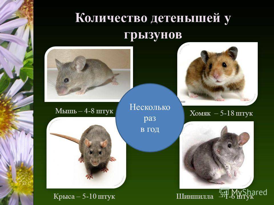 Чем отличаются крысы от хомяков