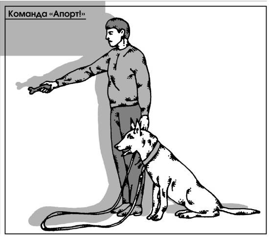 Как научить собаку команде «апорт» с нуля: назначение и советы по дрессировке