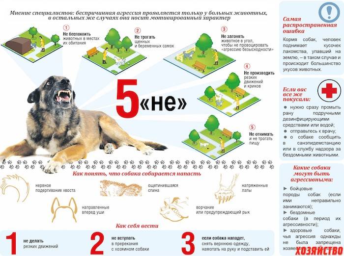 Что делать, если укусила собака: порядок действий, как возместить вред, куда обращаться