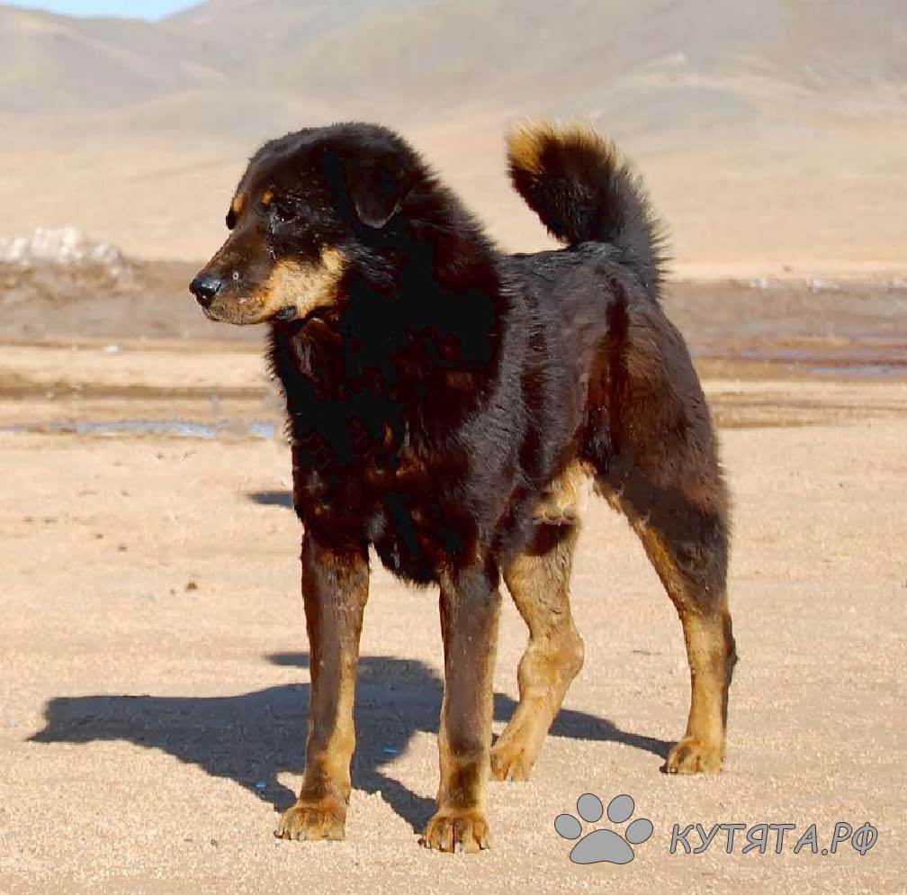 Характеристика монгольской овчарки породы банхар: особенности породы