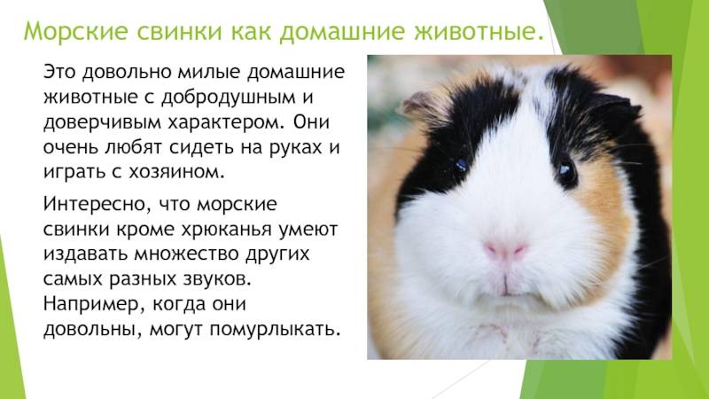 Популярные виды морских свинок с фото и описанием