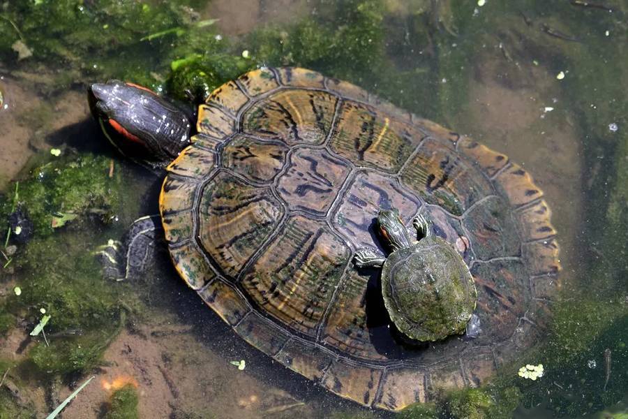 Содержание красноухих черепах в домашних условиях