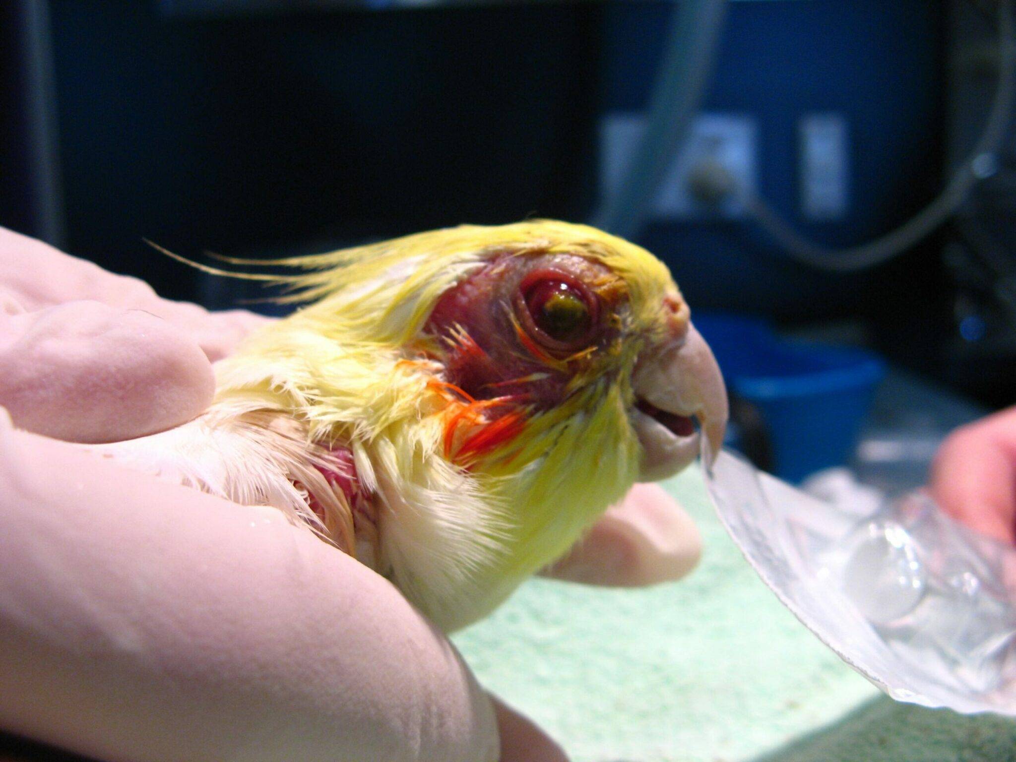Орнитоз у попугая: симптомы и лечение, профилактика