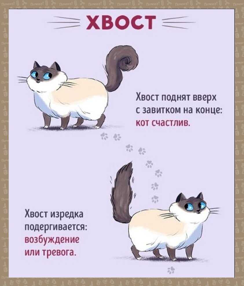 Как научиться понимать язык своей кошки - chudo-dieta.com