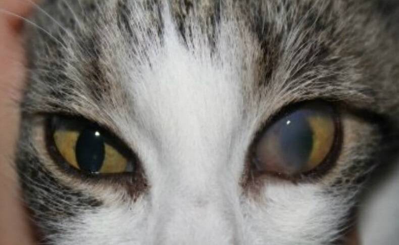 Бельмо на глазу у кошки: причины, диагностика, лечение в домашних условиях