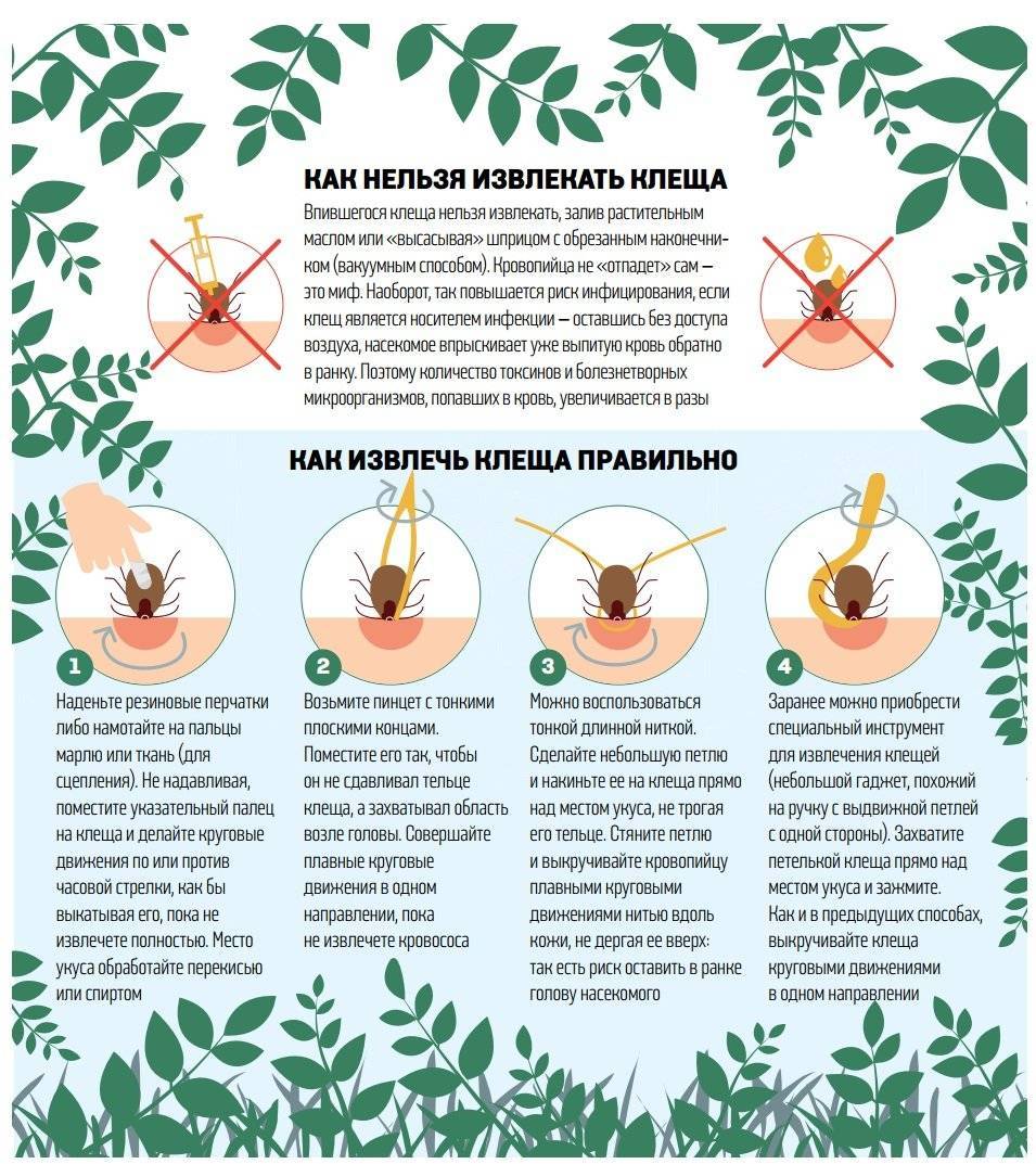 Как избавить собаку от клещей (с иллюстрациями)