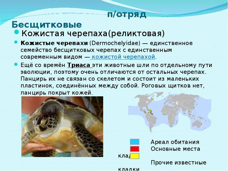 Кожистая черепаха. образ жизни и среда обитания кожистой черепахи
