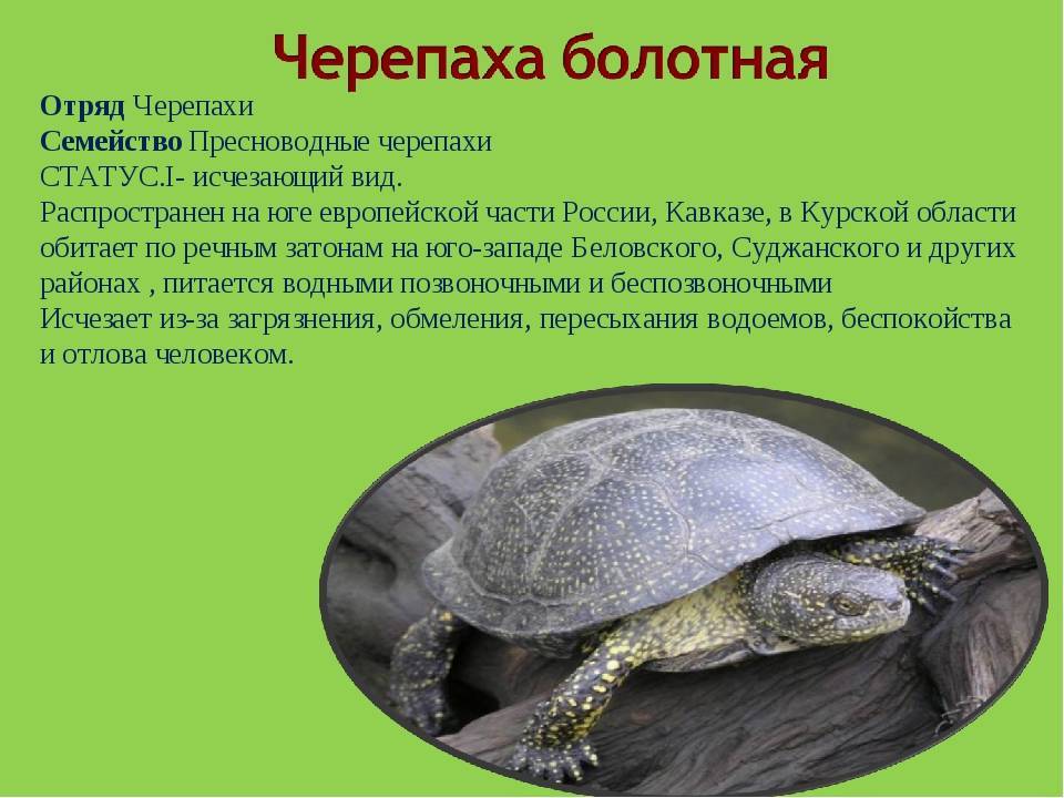 Какие черепахи живут и водятся в России