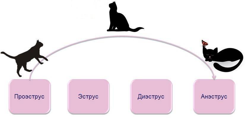 Течка у кошек — особенности полового цикла