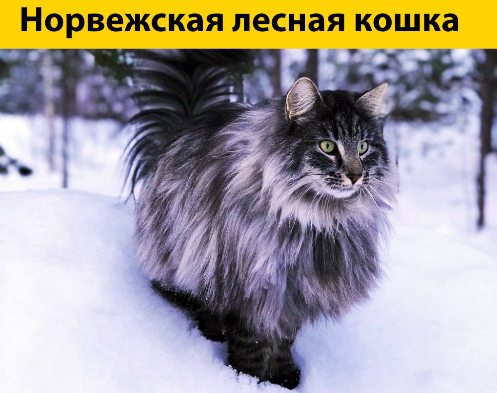 Норвежская лесная кошка в подробном обзоре породы | обалденно