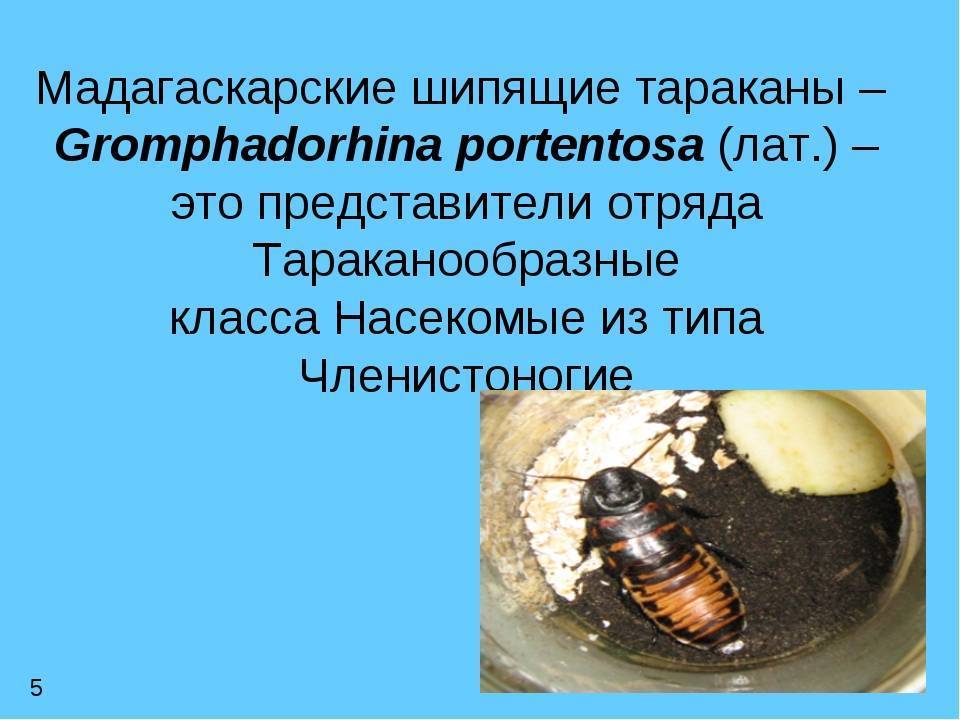 Мадагаскарский шипящий таракан | мир животных и растений