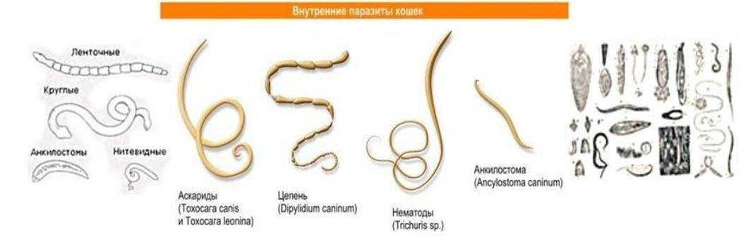 Анализ крови на глистов * клиника диана в санкт-петербурге