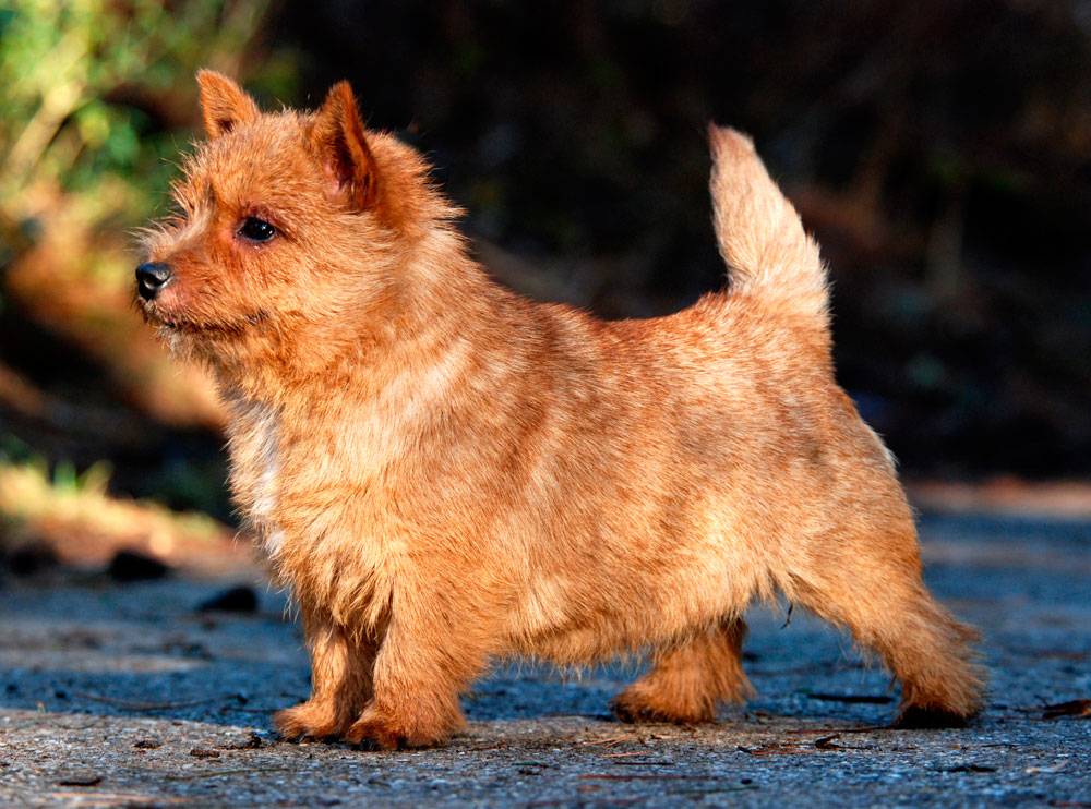 Собака норвич-терьер — умный, озорной и дружелюбный пес