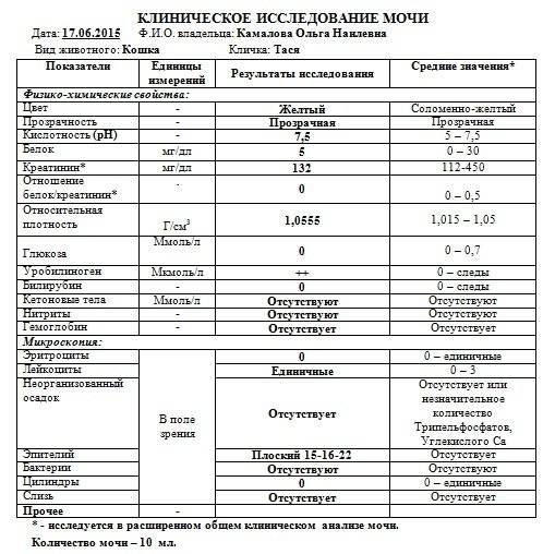 Собака писает кровью или мочой странного цвета: причины, диагностика и лечение