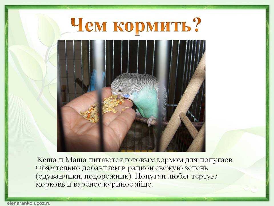 Чем, кроме корма, можно кормить волнистого попугая
