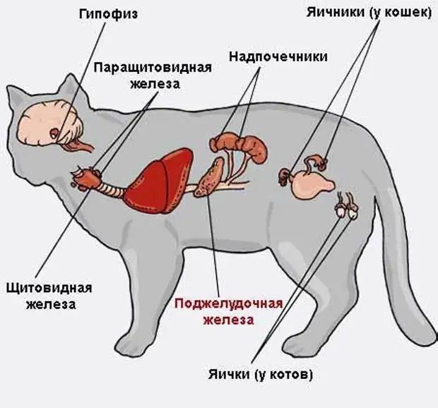 Роды кошки