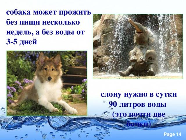 Сколько кошки живут без еды?
