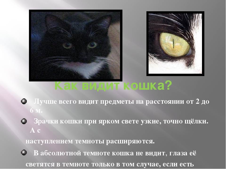Как видят кошки наш мир, описание особенностей зрения, картинки, видео