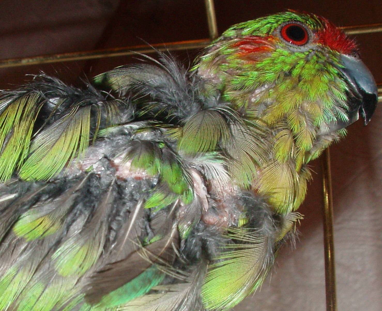 Почему выпадают перья у попугая, причины, что делать