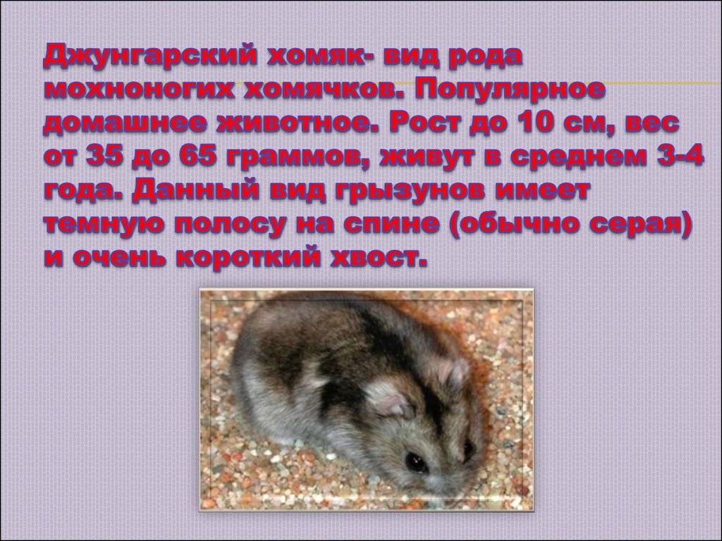 Обыкновенный хомяк: описание, интересные факты, отзывы и фото