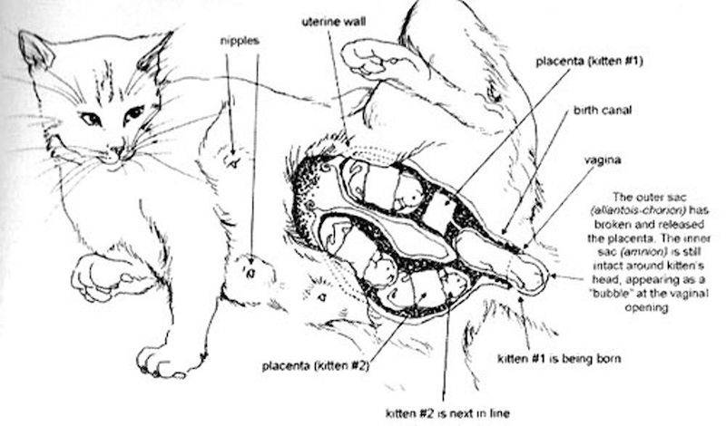 Все о родах у кошек: ответы на самые важные вопросы