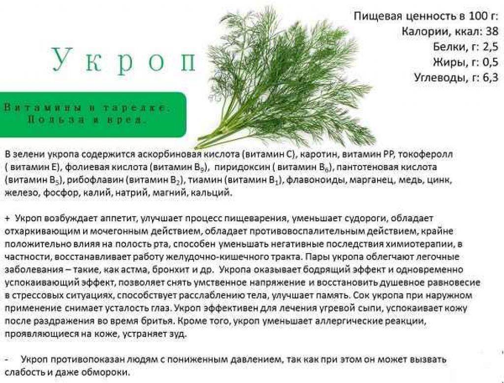 Можно ли давать кроликам укроп и петрушку: описание