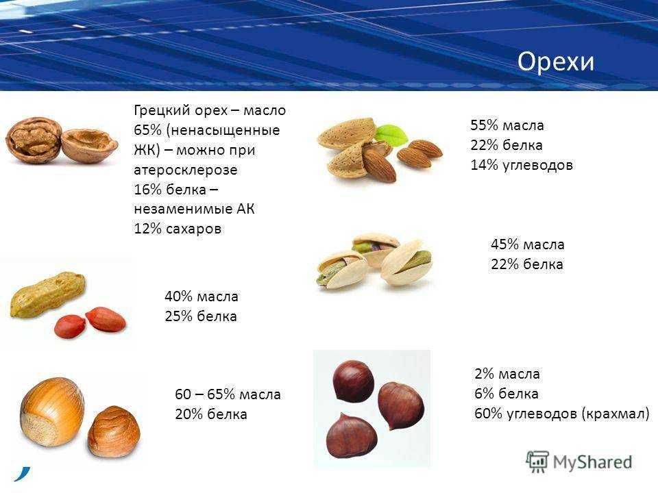 Вся необходимая информация о том, можно ли собакам орехи