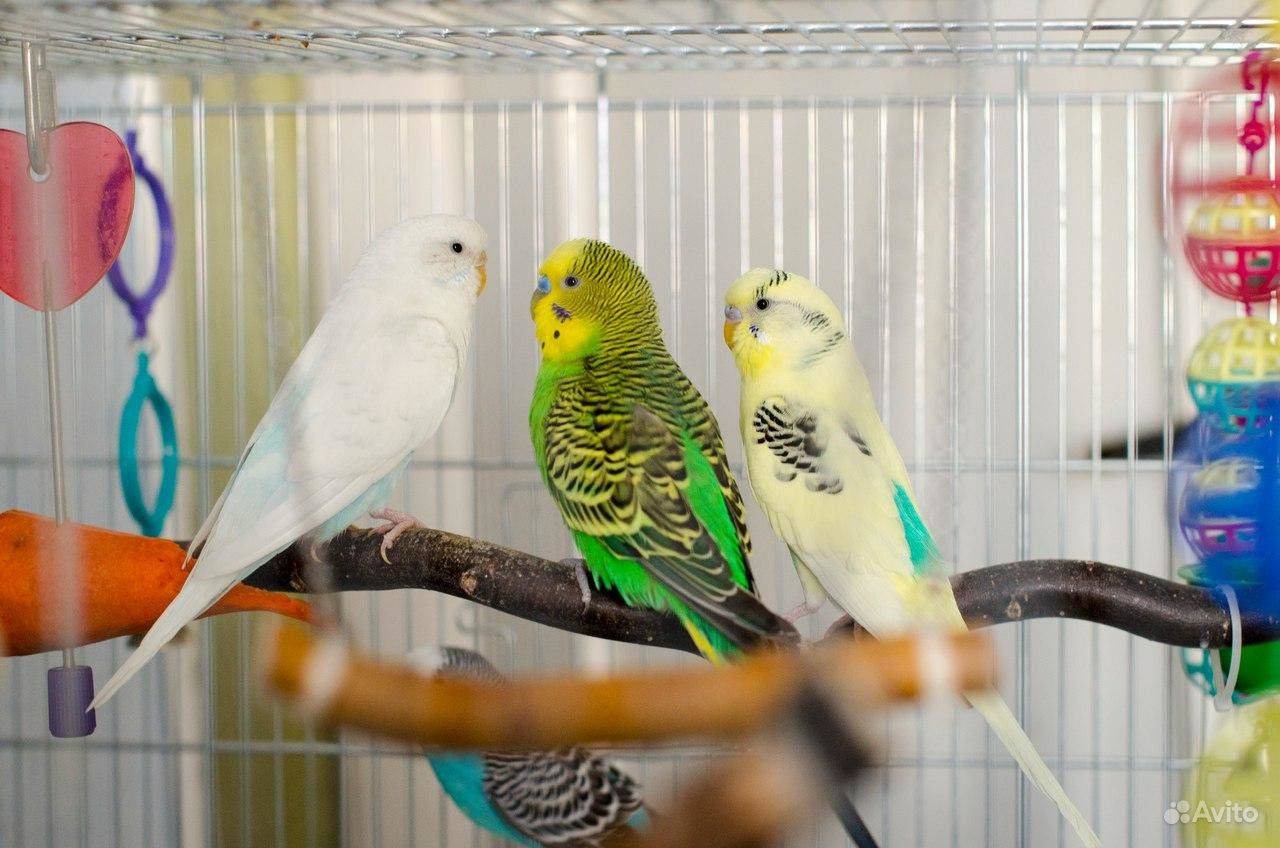 Сколько может стоить попугай какаду в питомниках и на рынках: актуальные цены