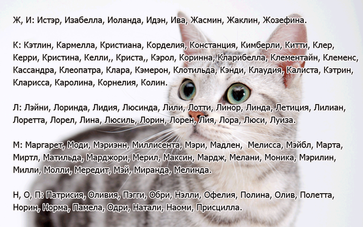 Имена для серой кошки | кошачьи клички для серых