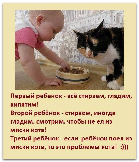Мой опыт выхаживания новорожденных котят-сирот - кошки