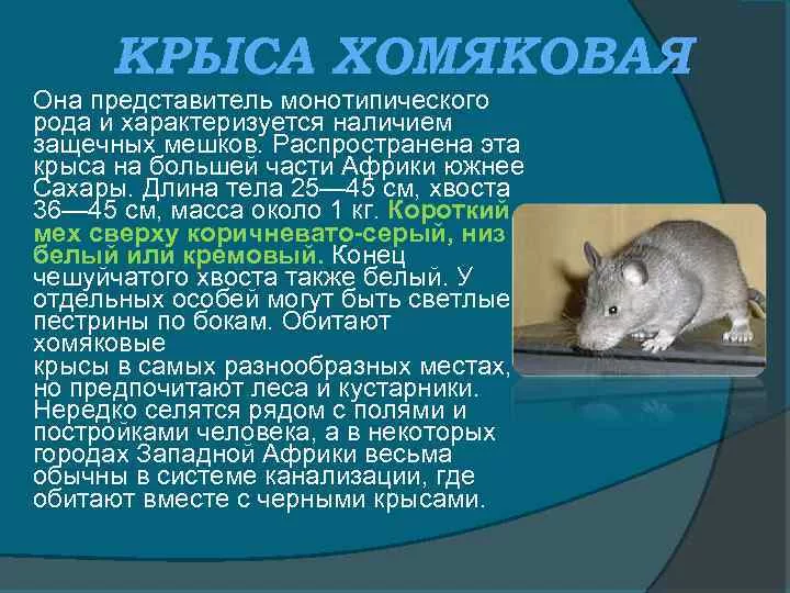 Крыса — внешний вид, обитание, жизненный цикл, опасность и разновидность + 87 фото