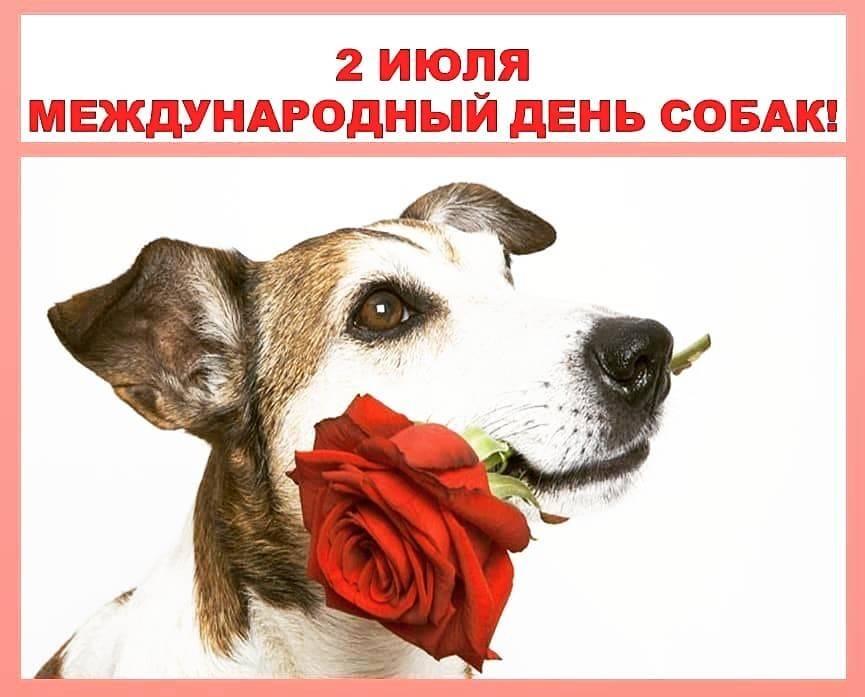 2 июня международный день собак