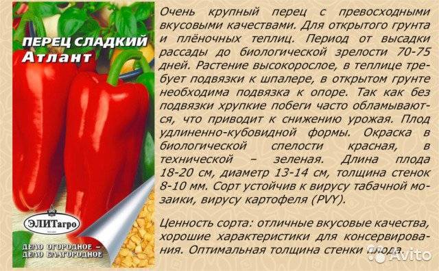 Можно ли хомяку болгарский перец сладкий или жгучий - есть ли вред или польза хомячку?
