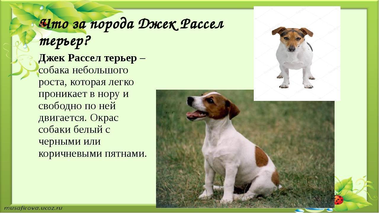 Джек рассел терьер – лучший друг семьи и непревзойденный охотник